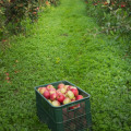 What Is an Orchard and How It Brings Farm-Fresh Groceries to Your Table