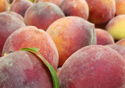 Explore The Top Peach Orchard Near Me For Your Farm Fresh Grocery Needs