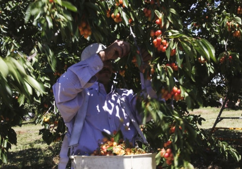 Enjoy Farm Fresh Groceries With The Organic Harvesting Experience At Bloom Ranch Of Acton