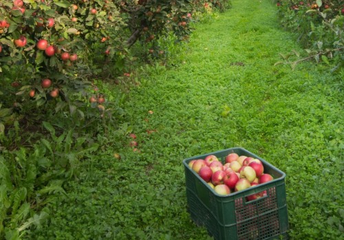 What Is an Orchard and How It Brings Farm-Fresh Groceries to Your Table