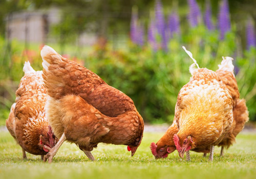 The Advantages of Choosing Farm-Fresh Eggs